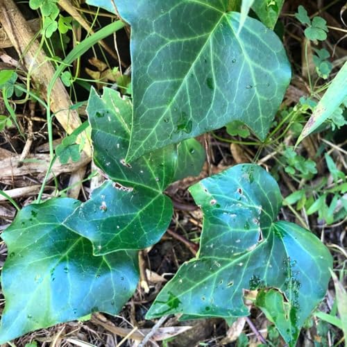 苗 オカメヅタ」の人気商品一覧 | 安い商品を通販サイトから探す